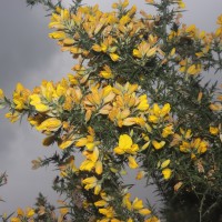 Ulex europaeus L.